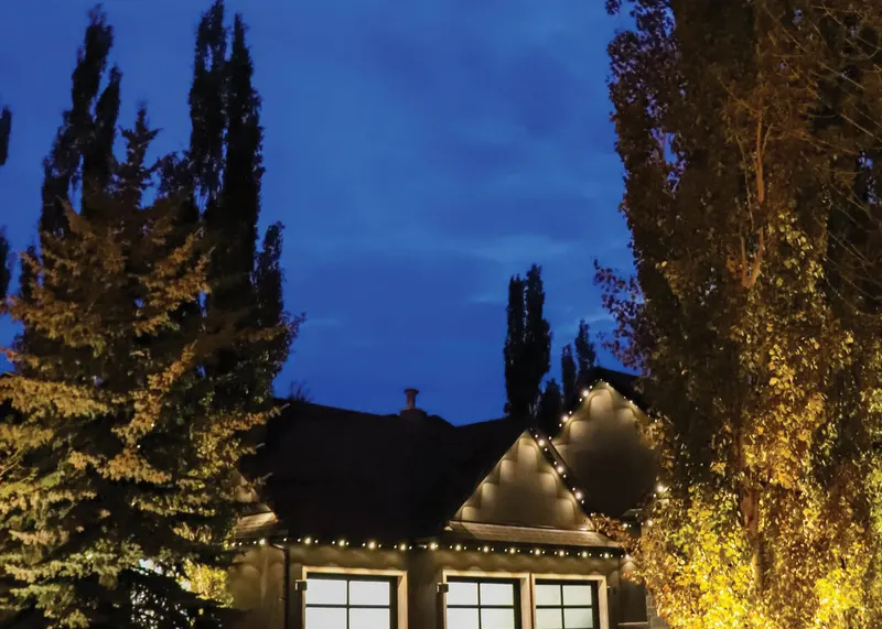 Warm flood lighting on tall evergreens beside a home
