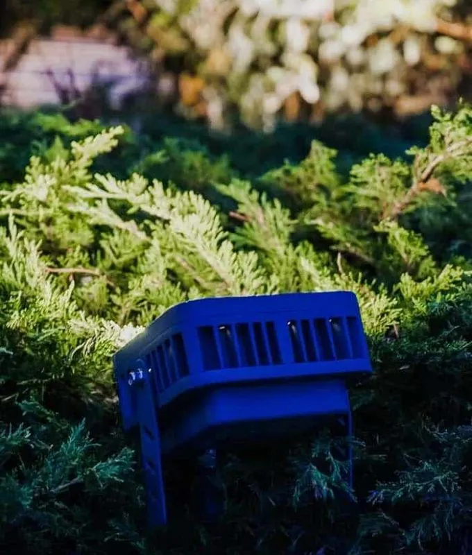 Compact flood light fixture tucked into low evergreen shrubs